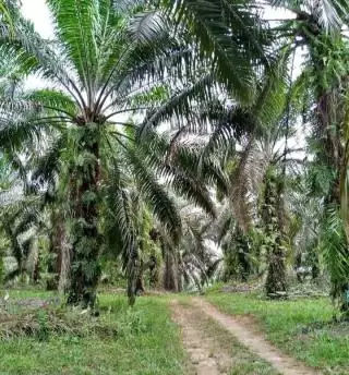 Bengkulu Selatan Memanggil Investor Sawit Pintu Terbuka Lebar