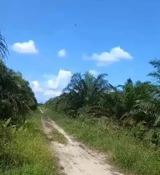 Aplikasi Pekebun Online Bikin Perusahaan Mudah Lapor Usaha Perkebunan