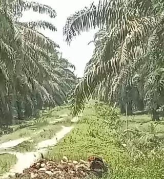 Evolusi Terbaru Industri Sawit Indonesia, Sumbangsih Tingkatkan Ketahanan Pangan