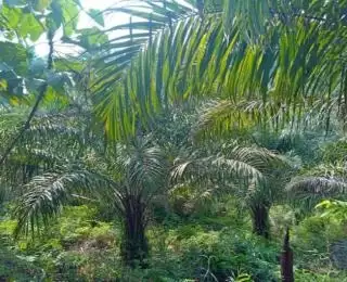Peluang Petani PSR Terbuka Lebar Dapat Sertifikat ISPO dan RSPO di Aceh Tamiang