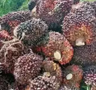 Dibayar Rp2.450,85 Per Kg, Harga Sawit Mitra Swadaya Turun Awal November 2023 di Riau