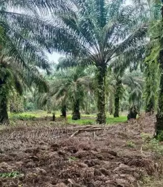 Petani H2C Soal Denda Lahan Sawit di Kawasan Hutan