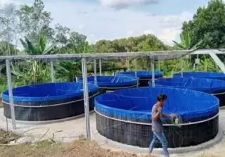 Merayu Petani Sawit Budidaya Ikan Sistem Bioflok Tambah Penghasilan
