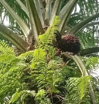 Harga Sawit Petani Mitra Swadaya Turun Rp28,23 Per Kilogram Pekan Ini di Riau