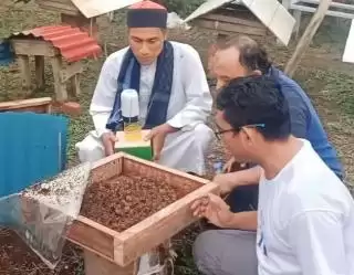 Petani Sawit Cocok Budidaya Lebah Trigona Potensi Ekonomi Menjanjikan