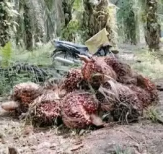 Harga TBS Sawit Turun di Sumbar Dibeli Rp2.478,77 Per Kilogram