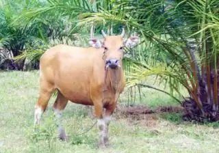Merawat Program Integrasi Sawit-Sapi di Kaur
