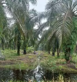 Tankos Sawit Dari PTPN V Jadi Pilihan Semen Padang Gantikan Batu Bara