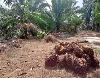 Pemerintah Butuh Dukungan Dari Semua Pihak Perkuat Riset Kelapa Sawit