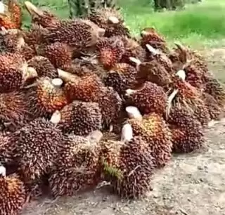 Soal CSR, Baru Satu Perusahaan Sawit Melapor di Seluma
