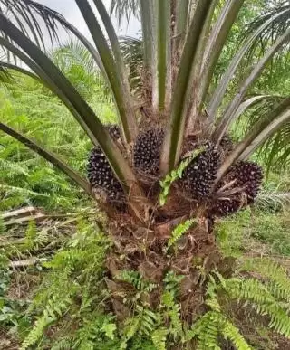 Di Aceh, Sembilan Kabupaten dan Kota Dapat Alokasi Program Sarpras Sawit