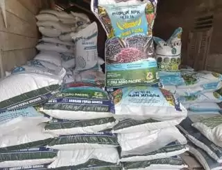 Miris Petani Sawit di Bengkulu, Pupuk Subsidi Dicabut, Non Subsidi Langka