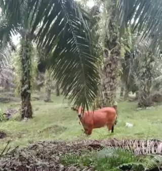 Kaltara Jajaki Kerja Sama Perusahaan Malaysia Soal Integrasi Sawit dan Peternakan
