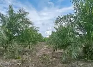 Indonesia Kaya, Menjaga Keberlanjutan Pasokan Biomassa Paling Utama