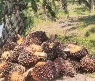 Pekebun Cemas di Kalteng Ulah Penjarahan TBS Sawit 'Merajalela'