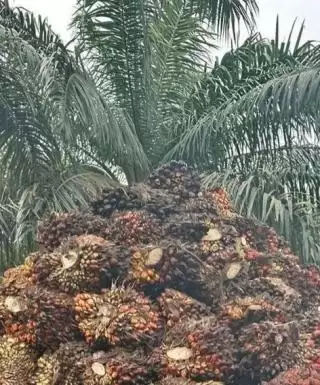 Bila Serius dan Fokus Seluas Satu Hektar Kebun Sawit Hasil Maksimal