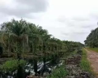 Program PSR Terhambat, APKS Bengkulu Desak KLHK Berpihak Pada Petani