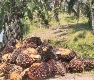 KLHK Belum Punya Data Akurat 42 Persen KSR Seluas 3,3 Juta Ha di Kawasan Hutan