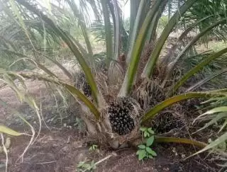 Harga TBS Sawit Petani Mitra Swadaya Naik Rp48,99 Per Kg di Riau