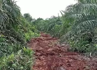 Pemerintah Sudah Terapkan Denda ke Perusahaan Sawit di Kawasan Hutan Rp474 Miliar Lebih