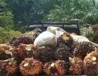Harga TBS Sawit Petani Swadaya Riau Turun di Akhir 2023 hingga Awal 2024