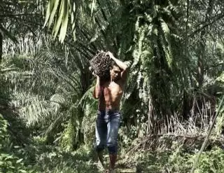 Gegara Belum Tunaikan Kewajiban, Dua Perusahaan Sawit Ditegur Bupati Kotim