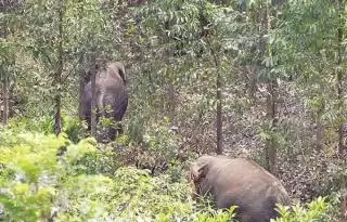 Dua Gajah Satroni Kebun Sawit dan Dekati Pemukiman Warga Inhu