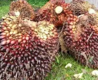 Harga Mie Instan Lebih Mahal Dibanding Harga TBS Sawit di Nagan Raya