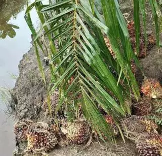 Harga Sawit dan Singkong Naik di Mesuji Awal 2024