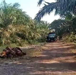 Harga TBS dan Minyak Sawit Mentah di Jambi Turun Tipis Sepekan Kedepan