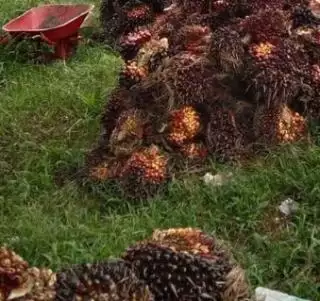 Warga Bilang Perusahaan Sawit Ini Kurang Perhatian ke Masyarakat