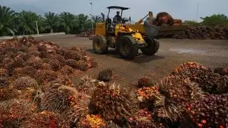 Ternyata Hanya Segini Keuntungan Petani Sawit Tahun Lalu