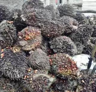 PBS Bisa Disanksi, Bila TBS Sawit Dibeli di Bawah Harga Ketetapan Pemerintah