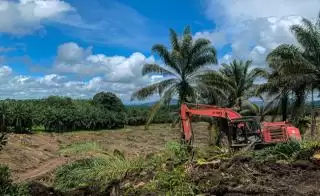 Realisasi PSR 2023 Hanya 29,2 Persen, Petani Sawit Bilang Gini