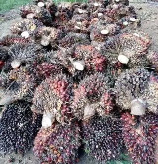 Trend Positif Berlanjut, Harga TBS Sawit Tertinggi Rp2.446 Per Kilogram di Jambi