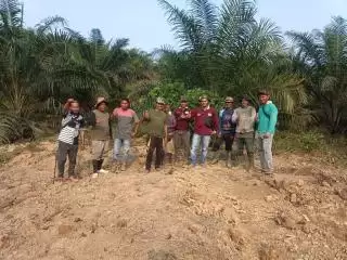 Ikuti Program PSR, 85 Hektar Kebun Sawit Petani Dharmasraya Direplanting