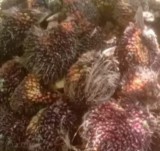 Harga TBS Sawit Naik di Pabrik, Para Petani Optimis Harga Takkan Hancur di OKU
