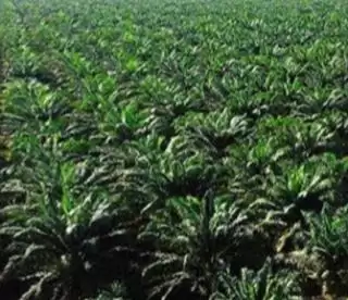 Petani Sawit 'Gigit Jari' Soal Sarpas di Melawi, Ini Penyebabnya