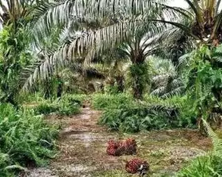 Harga 'Emas Hijau' Tertinggi Dibeli Rp2.349 Per Kilogram di 'Serambi Mekkah'