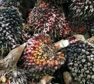 Soal Harga TBS Sawit, Sumut Tertinggi dan Sultra Terendah