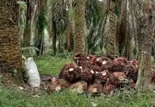 Harga TBS Sawit Pelan Tapi Pasti Mendaki Pekan ini di Sumbar
