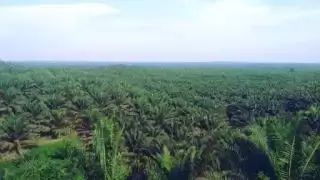 34 Persen Kebun Sawit di Rohul Dikuasai Perusahaan Besar Swasta