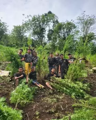 Polisi Temukan Ladang Ganja di Pedalaman Empat Lawang Sumsel