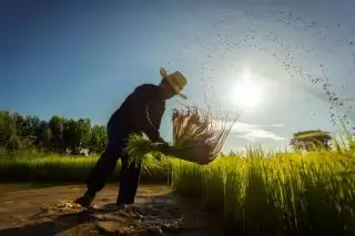 Biar Tak Melulu Sawit, Gubri Minta Petani Setop Alih Fungsi Lahan
