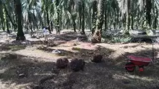 Dekat Perkebunan Besar, Tapi Harga TBS di Daerah Ini Cuma Rp 1.800/Kg