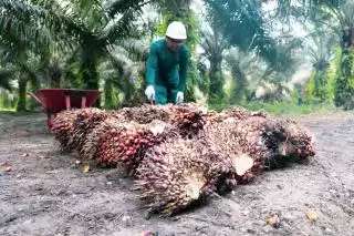 Sepanjang 2023, 1.135,6 Hektar Sawit Petani Riau Ikut PSR Bersama PTPN IV PalmCo Regional 3
