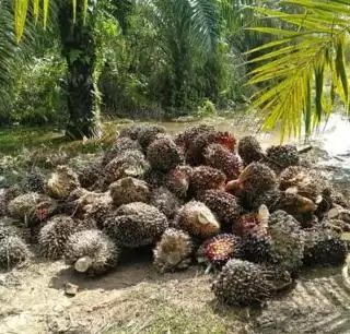 Harga CPO Menukik Bikin Harga TBS Sawit Mitra Swadaya Anjlok Periode Ini di Riau