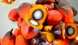 Yuk Simak, Segini Harga Jual Kernel di Riau Awal Februari