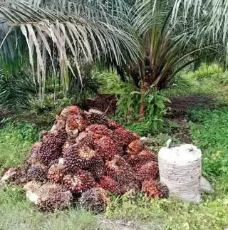 Mantap, Harga TBS di Desa Ini Tembus Rp 2.410 Sekilo