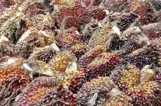 Dan BPDPKS Umumkan 15 Lembaga Penyelenggara Pelatihan Pengembangan SDM Sawit 2024